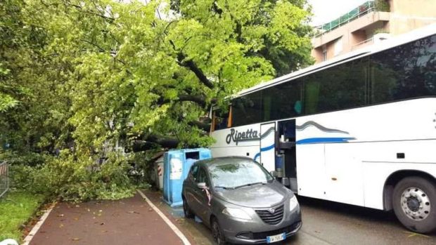 05.21 albero caduto